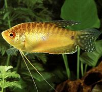 Golden Gourami (Trichopodus trichopterus var.)