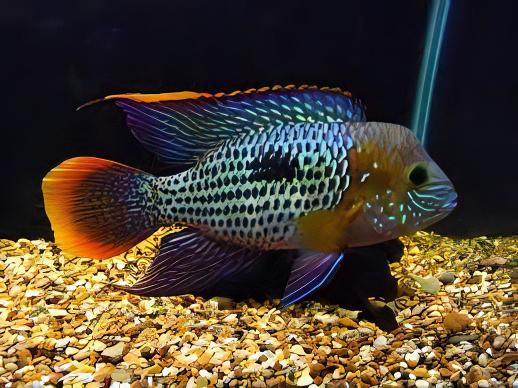 Green Terror Cichlid (Andinoacara rivulatus)