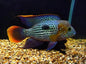 Green Terror Cichlid (Andinoacara rivulatus)