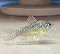 Green Cory (Corydoras aeneus var. green)
