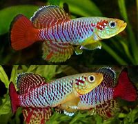 Guntheri Killifish (Aphyosemion guentheri) ($30 for a pair)
