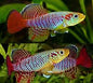 Guntheri Killifish (Aphyosemion guentheri) ($30 for a pair)