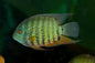 Green Severum