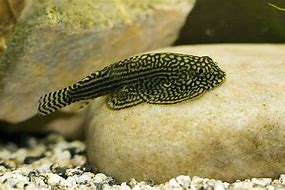 Hillstream Loach (Sewellia lineolata)