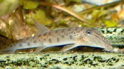Horseface Loach (Acantopsis dialuzona)