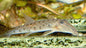 Horseface Loach (Acantopsis dialuzona)