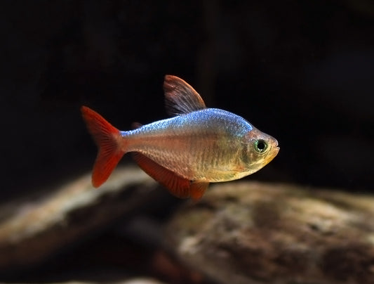 Colombian Tetra  (Hyphessobrycon columbianus)