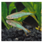 Striped Kyathit Danio