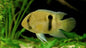 Keyhole Cichlid (Cleithracara maronii)