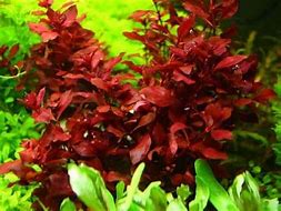 Ludwigia (Ludwigia repens)
