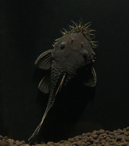 Medusa Pleco (Ancistrus ranunculus) - L034