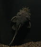 Medusa Pleco (Ancistrus ranunculus) - L034