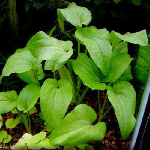 Mouse Ears (Saururus Cernuus)