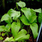 Mouse Ears (Saururus Cernuus)
