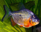 Red Belly Pacu
