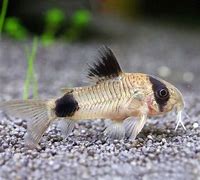 Panda Cory (Corydoras panda)