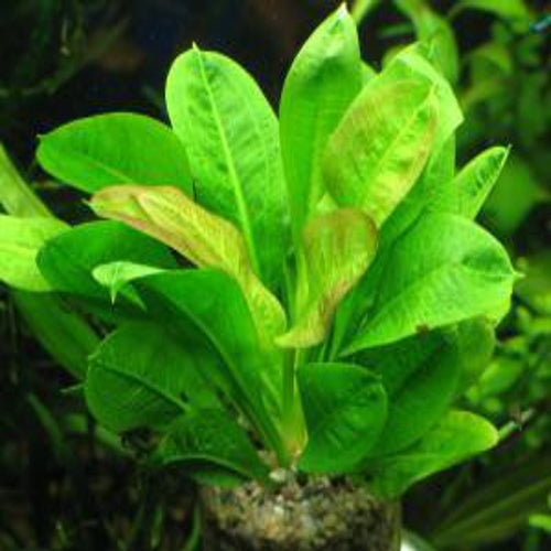 Echinodorus Parviflorus 'Tropica'