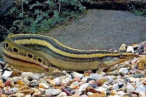 Peacock Eel (Macrognathus siamensis)