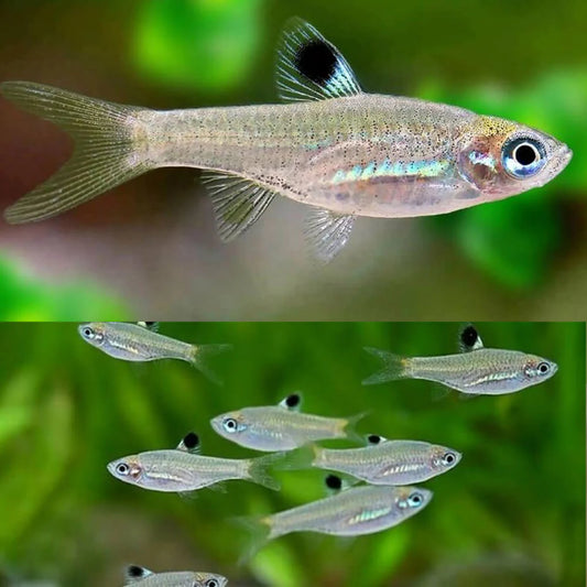 Emerald Eye Rasbora (Brevibora dorsiocellata)