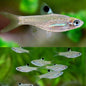Emerald Eye Rasbora (Brevibora dorsiocellata)