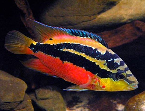 Salvini Cichlid (Cichlasoma salvini) – Rodney's Tropicals