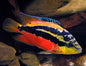 Salvini Cichlid (Cichlasoma salvini)