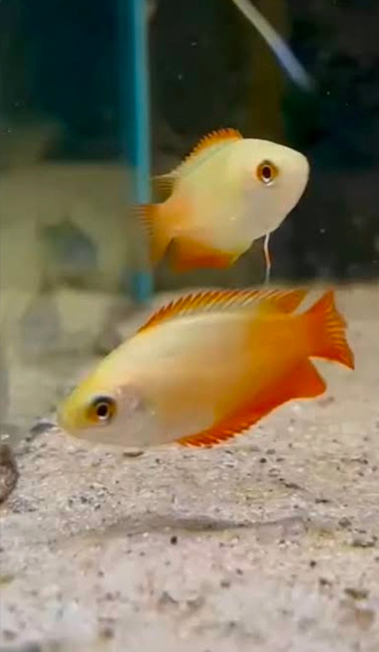 Fire Honey Gourami