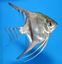 Silver Angelfish (Pterophyllum scalare)