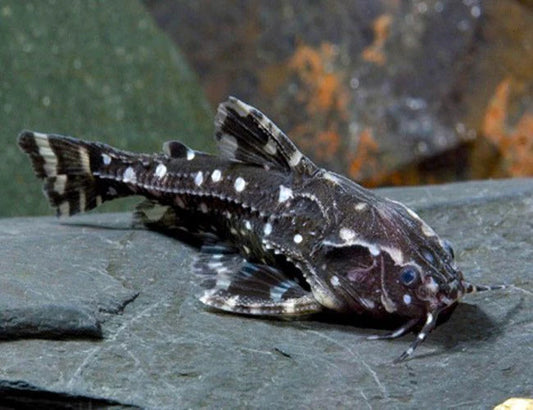 White Spot Catfish (Agamyxis pectinifrons)