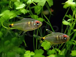 Head and Tail Light Tetra (Hemigrammus ocellifer)
