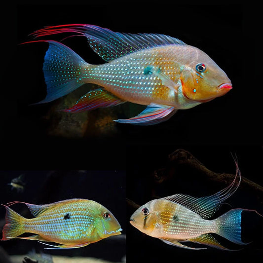 Threadfin Acara (Acarichthys heckelii)