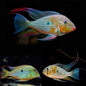 Threadfin Acara (Acarichthys heckelii)