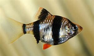 Tiger Barb (Puntius tetrazona)