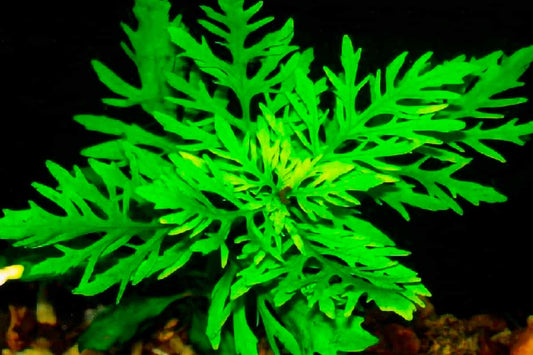 Water Wisteria/Sprite (Hygrophila difformis)