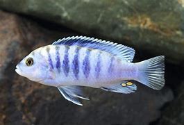 Williams Cichlid (Labidochromis wilsoni)