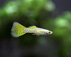Green Cobra Guppies (Poecilia reticulata)