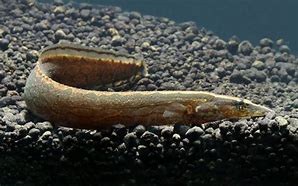 Yellow Fin Eel (Mastacembelus armatus variant)