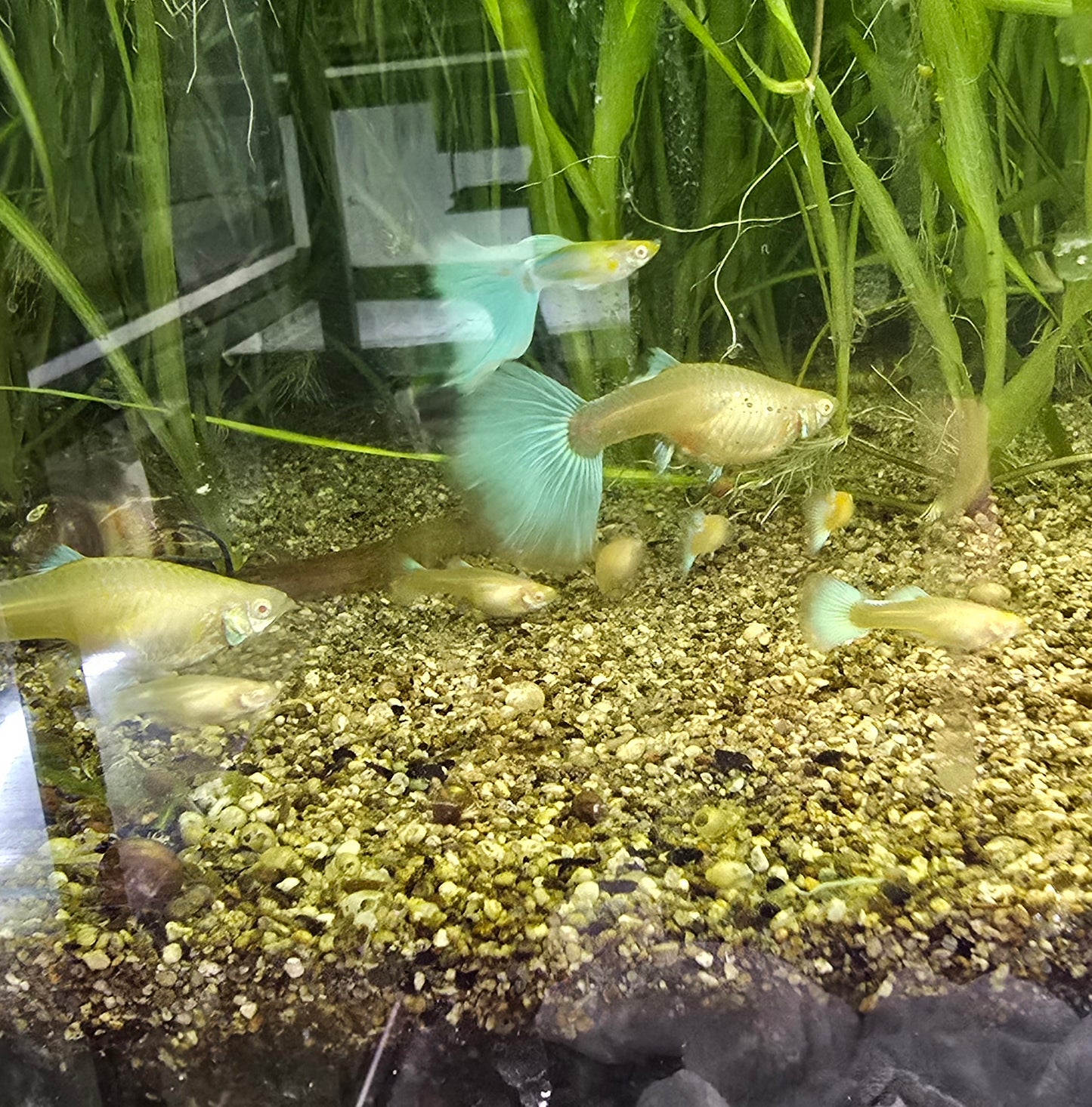 Albino Japanese Blue Guppies (Poecilia reticulata)