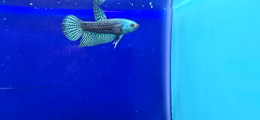 Alien Betta (1)