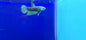 Alien Betta (1)