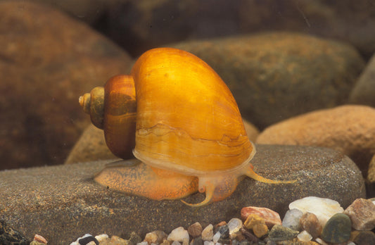 Apple Snail (Pomacea spp.)