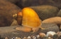 Apple Snail (Pomacea spp.)