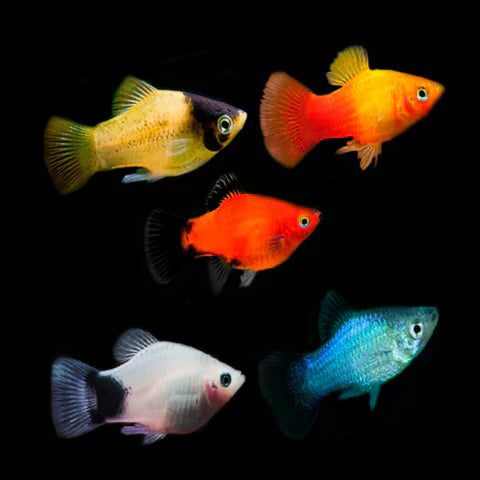 Assorted Platy (Xiphophorus maculatus)