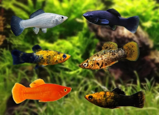 Assorted Molly (poecilia sphenops)