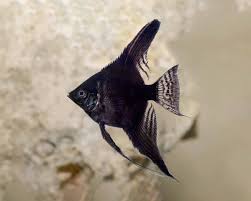 Black Angel (Pterophyllum Scalare)