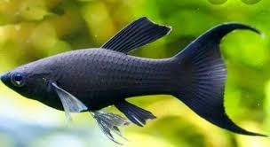 Black Lyre Tail Molly (poecilia sphenops)