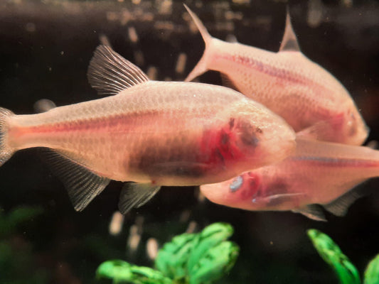 Blind Cave Tetra (Astyanax mexicanus)