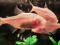 Blind Cave Tetra (Astyanax mexicanus)