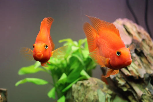 Blood Red Parrot Cichlid