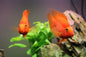 Blood Red Parrot Cichlid